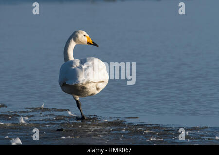 Cygne chanteur (Cygnus cygnus) debout sur une jambe par l'eau, de l'Ems, Basse-Saxe, Allemagne Banque D'Images