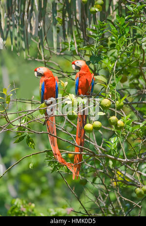 Aras rouges (ara macao), couple sitting on Lemon Tree, le parc national Corcovado, péninsule d'osa, au Costa Rica Banque D'Images