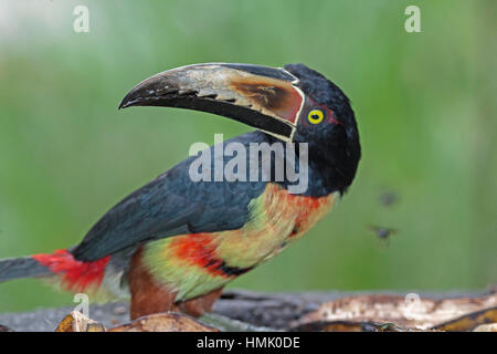 (Frantzius pteroglossus frantzii), Sarapiqui, costa rica Banque D'Images