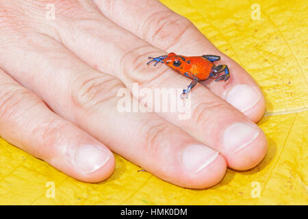 Jean bleu dart frog (dendrobates pumilio) sur la main, costa rica Banque D'Images