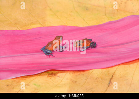 Jeans bleu grenouilles dart (dendrobates pumilio) sur une feuille violett, costa rica Banque D'Images