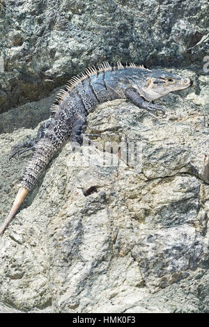 Black spiny tailed iguana (ctenosaur similis) sur la roche, parc national Manuel Antonio, Costa Rica Banque D'Images