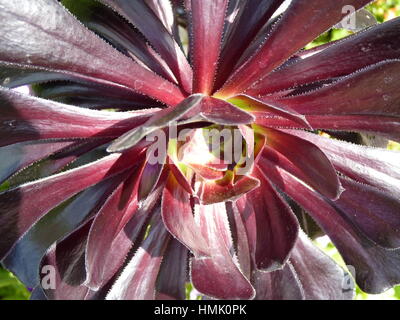 Aeonium Arboreum Zwartkop floraison Banque D'Images