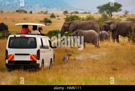 Les touristes sur la route de jeu prenant des photos d'éléphants Banque D'Images