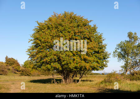 Rowan, mountain ash, Rowan Tree (Sorbus aucuparia) avec des baies rouges, péninsule Gnitz, Waterville, Usedom Banque D'Images