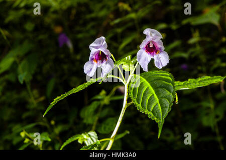 Blooming blossom de casque de policier (Impatiens glandulifera), Chomrong, district de Kaski, Népal Banque D'Images