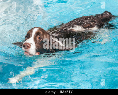 Brown et blanc springer spaniel chien nageant dans l'eau bleue piscine pleine corps Banque D'Images