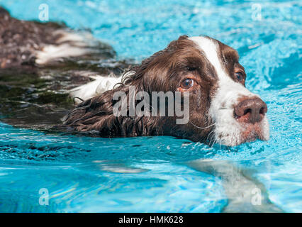 Brown et blanc springer spaniel chien nager dans la piscine d'eau bleue Banque D'Images