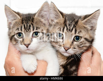 Deux adorables chatons tigre gris dans les mains de quelqu'un close up Banque D'Images