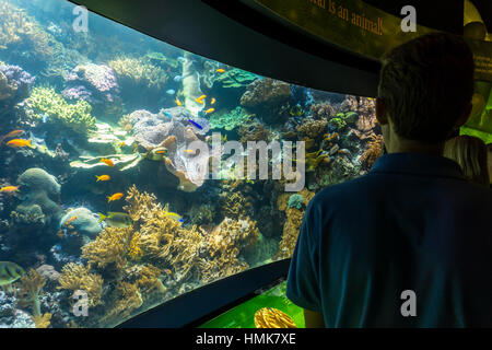 Les visiteurs à la recherche d'un récif corallien à afficher dans le John G. Shedd Aquarium, Chicago. Banque D'Images