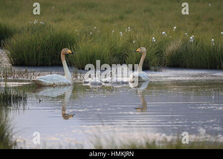 Les cygnes chanteurs avec des poussins (Cygnus cygnus) Islande Banque D'Images