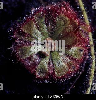 Alice rossolis (Drosera aliciae), Droseraceae. Banque D'Images