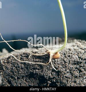 La germination d'un grain de blé tendre ou blé tendre (Triticum aestivum ou Triticum vulgare), Poaceae. Banque D'Images