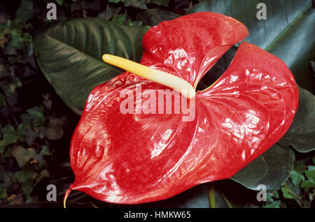 Ou l'Anthurium Anthurium andraeanum Flamingo (fleurs), Araceae. Banque D'Images