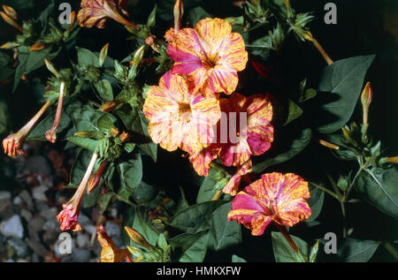 4 heures fleur ou émerveillez-vous du Pérou (Mirabilis jalapa), Nyctaginaceae. Banque D'Images