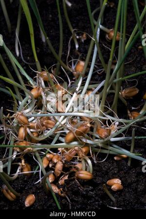 Caryopse de blé tendre ou blé tendre (Triticum aestivum ou Triticum vulgare) dans la germination, Poaceae. Banque D'Images