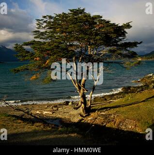 Hêtre de l'Antarctique (Nothofagus antarctica), Nothofagaceae, Tierra del Fuego, Argentine. Banque D'Images