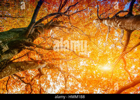 Couronnes jaune d'arbres dans une forêt en automne Banque D'Images