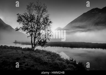 2 septembre 2016 - Lone Tree avec brouillard matinal vu sur le lac de sternes, Kenai, Alaska Penninsula Banque D'Images