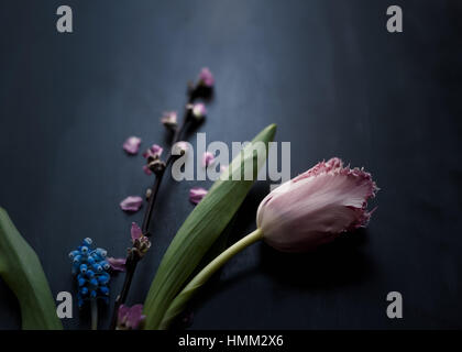 Le titre still life of pink parrot tulip plumeuse cherry blossom et muscari organisé sur une sombre toile peinte à la lumière naturelle Banque D'Images