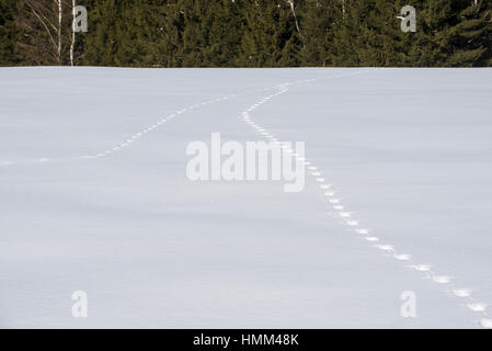 La fusion de deux pistes d'animaux dans la neige couverts domaine menant à la forêt en hiver Banque D'Images