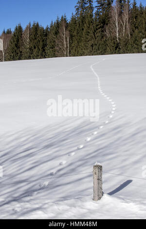 La fusion de deux pistes d'animaux dans la neige couverts domaine menant à la forêt en hiver Banque D'Images