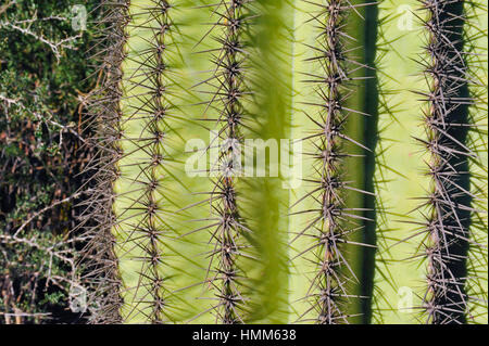 Camelback Mountain/Scottsdale, AZ, le 28 janvier 2012. Un très gros plan d'un désert de l'Arizona cactus, mettant en lumière c'est des grappes d'aiguilles sharp. Banque D'Images