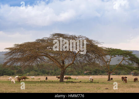 Les chèvres près du lac Elementeita dans la Grande Vallée du Rift, au Kenya, l'Afrique Banque D'Images