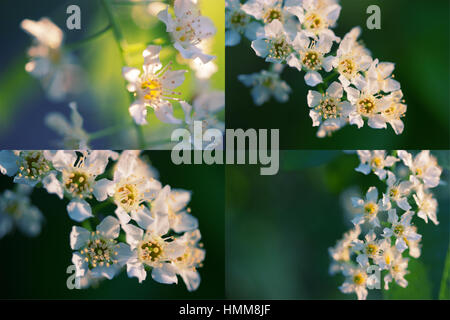 Fleur de pommier au printemps. collage de quatre images Banque D'Images