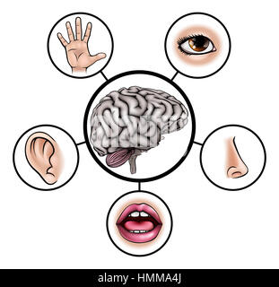 Une illustration de l'enseignement des sciences d'icônes représentant les cinq sens attaché à cerveau central Banque D'Images