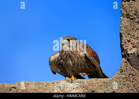 Kestrel européen commun, Krestel, (Falco tinnunculus), des profils sur rock, Pelm, Kasselburg, Eifel, Allemagne, Europe Banque D'Images