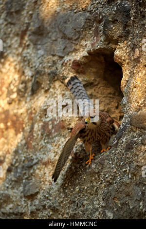 Kestrel européen commun, Krestel, (Falco tinnunculus), des profils sur rock, Pelm, Kasselburg, Eifel, Allemagne, Europe Banque D'Images