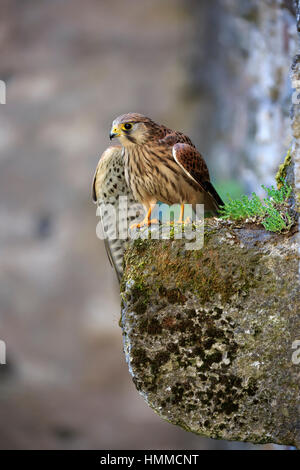 Kestrel européen commun, Krestel, (Falco tinnunculus), des profils sur rock, Pelm, Kasselburg, Eifel, Allemagne, Europe Banque D'Images