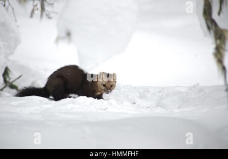Sur un fond de sable de neige Banque D'Images