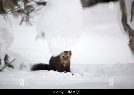 Sur un fond de sable de neige Banque D'Images