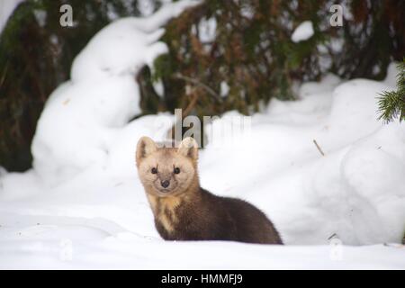 Sur un fond de sable et neige woods Banque D'Images