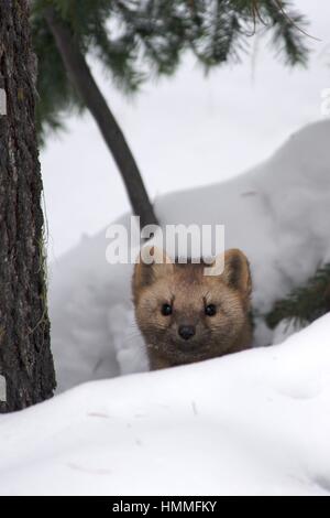 Sur un fond de sable et neige woods Banque D'Images