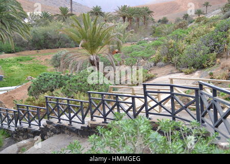 Parc dans la campagne de Fuerteventura, beaucoup de plantes et de maisons sur fond, Espagne. Banque D'Images