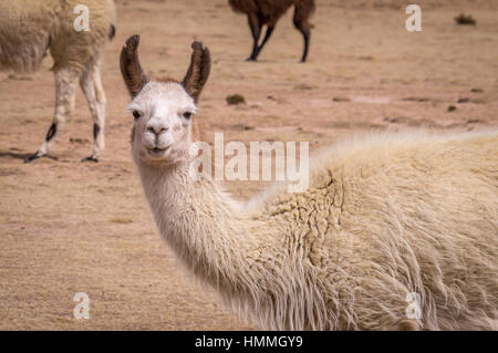 Funny portrait d'Alpaga Lama altiplano dans Banque D'Images