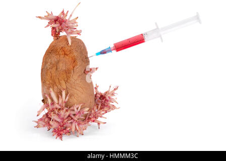 En pommes de terre tubercules collé une seringue. Les aliments génétiquement modifiés. Un stimulateur de croissance. Banque D'Images