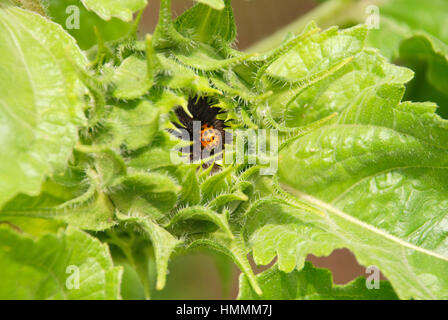 Un gros plan de fleurs de tournesol avec une Coccinelle rouge. Shallow DOF Banque D'Images