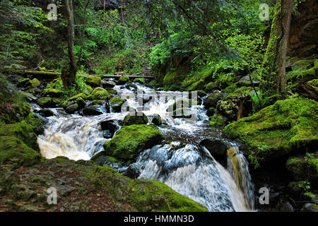 La belle nature avec une cascade dans la Forêt Noire en Allemagne Banque D'Images