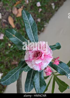 Plumeria rubra rouge en parc. HO CHI MINH (Saigon) Banque D'Images
