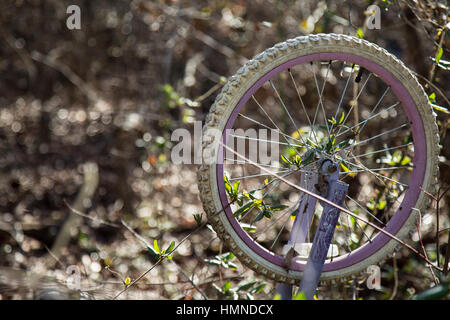 Vignes prendre plus d'un vélo utilisé qui a été abandonnée dans les bois. Banque D'Images