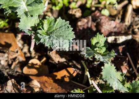 Gouttes de rosée du matin brille sur certains végétaux. Banque D'Images
