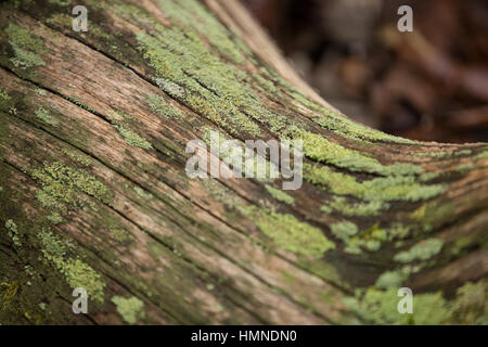 Moss pousse sur un arbre mort. Banque D'Images