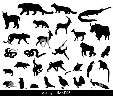 Collection de silhouettes d'animaux vivant sur le territoire de l'Asie Illustration de Vecteur