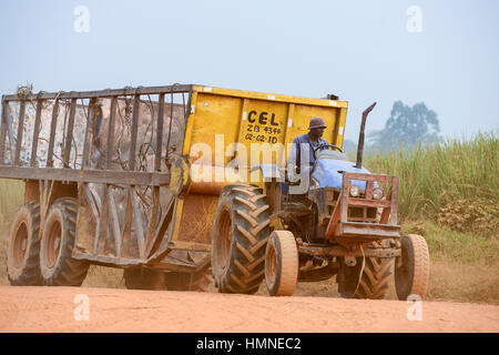 KENYA, comté de Kakamega, Mumia, plantation de canne à sucre et de l'usine de sucre Sucre Mumia Company Ltd. / KENIA, comté de Kakamega, Mumia, Zuckerrohr Plantage der Mumia Sugar Company Limited Banque D'Images