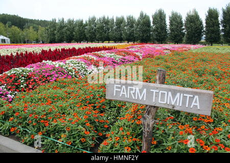 Ferme Tomita Banque D'Images