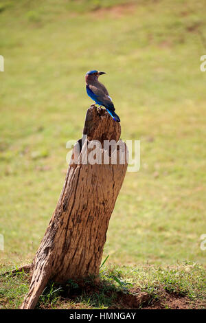 Rouleau indien, (Coracias benghalensis), des profils sur branch, Nationalpark Udawalawe, Sri Lanka, Asie Banque D'Images